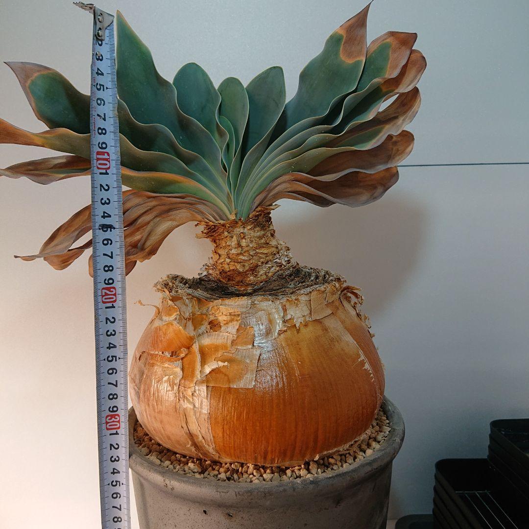 【大株】横幅22センチ！ブーファン ハエマンソイデス 発根済み 現地株 塊根植物