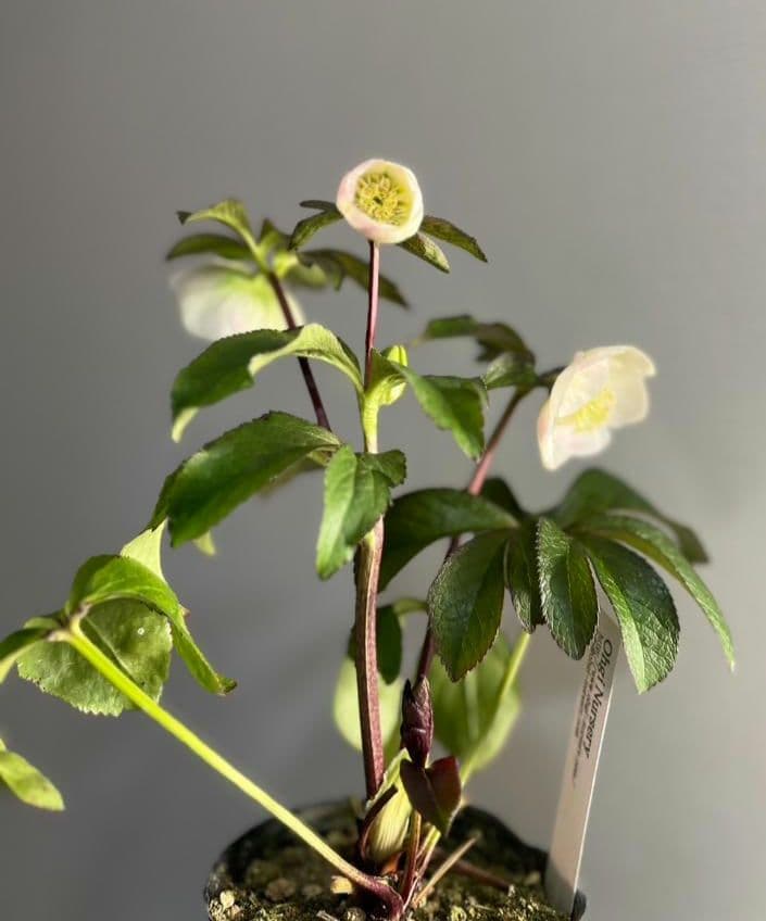 ロ*ズ様 クリスマスローズ　大木　ナーセリーさん　ポーセリンhyb