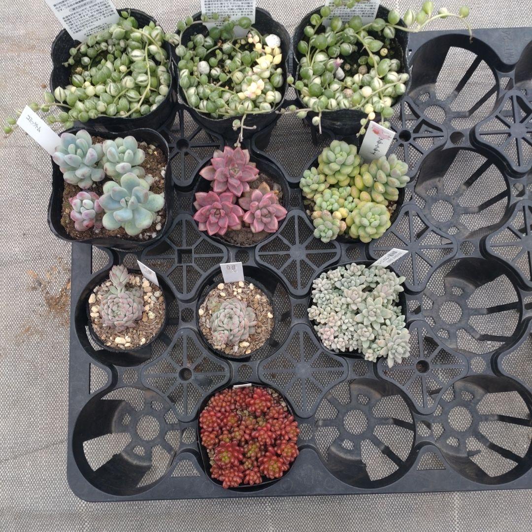 〆追加あり　megさん専用