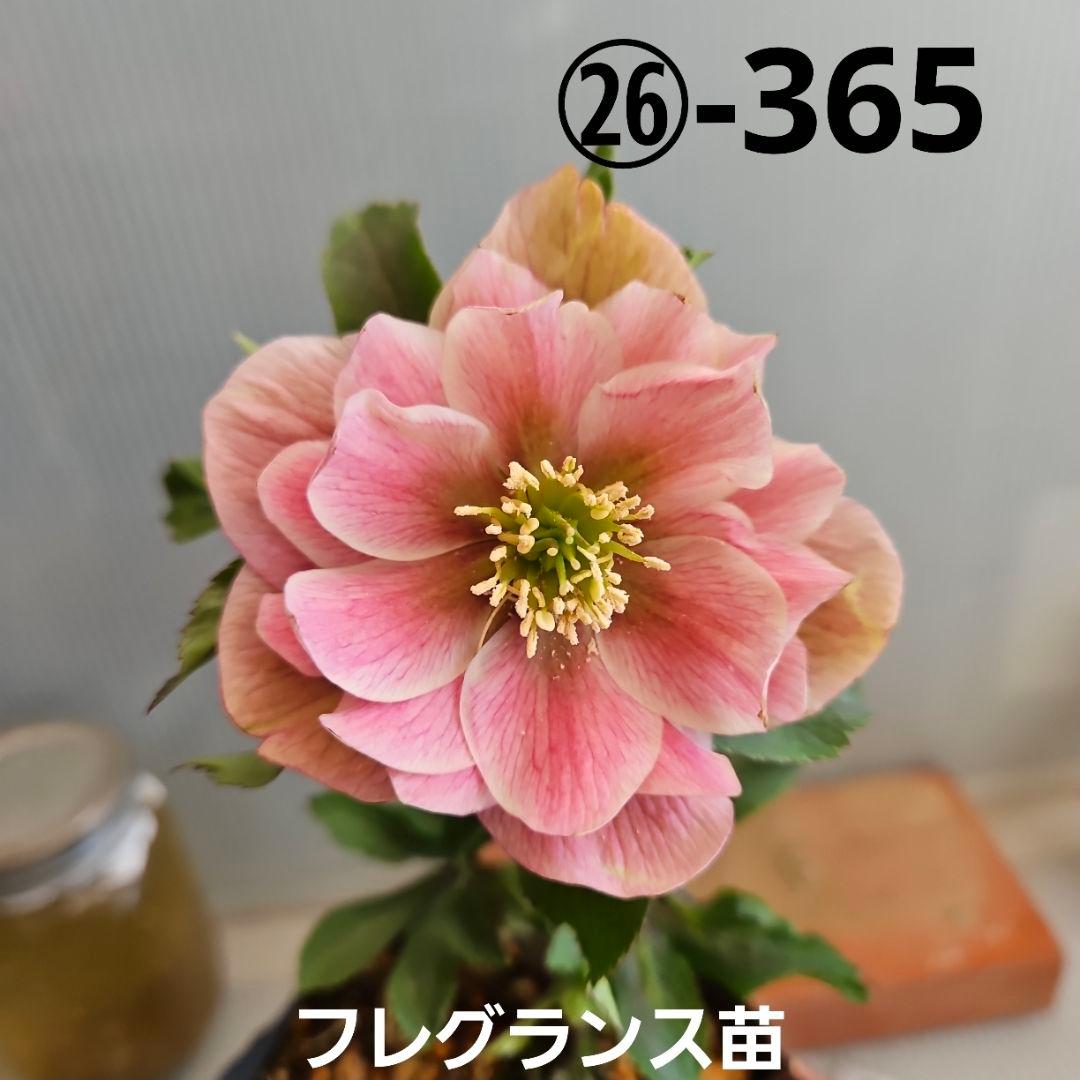 蒼ララ様ご購入苗㉖-365クリスマスローズ