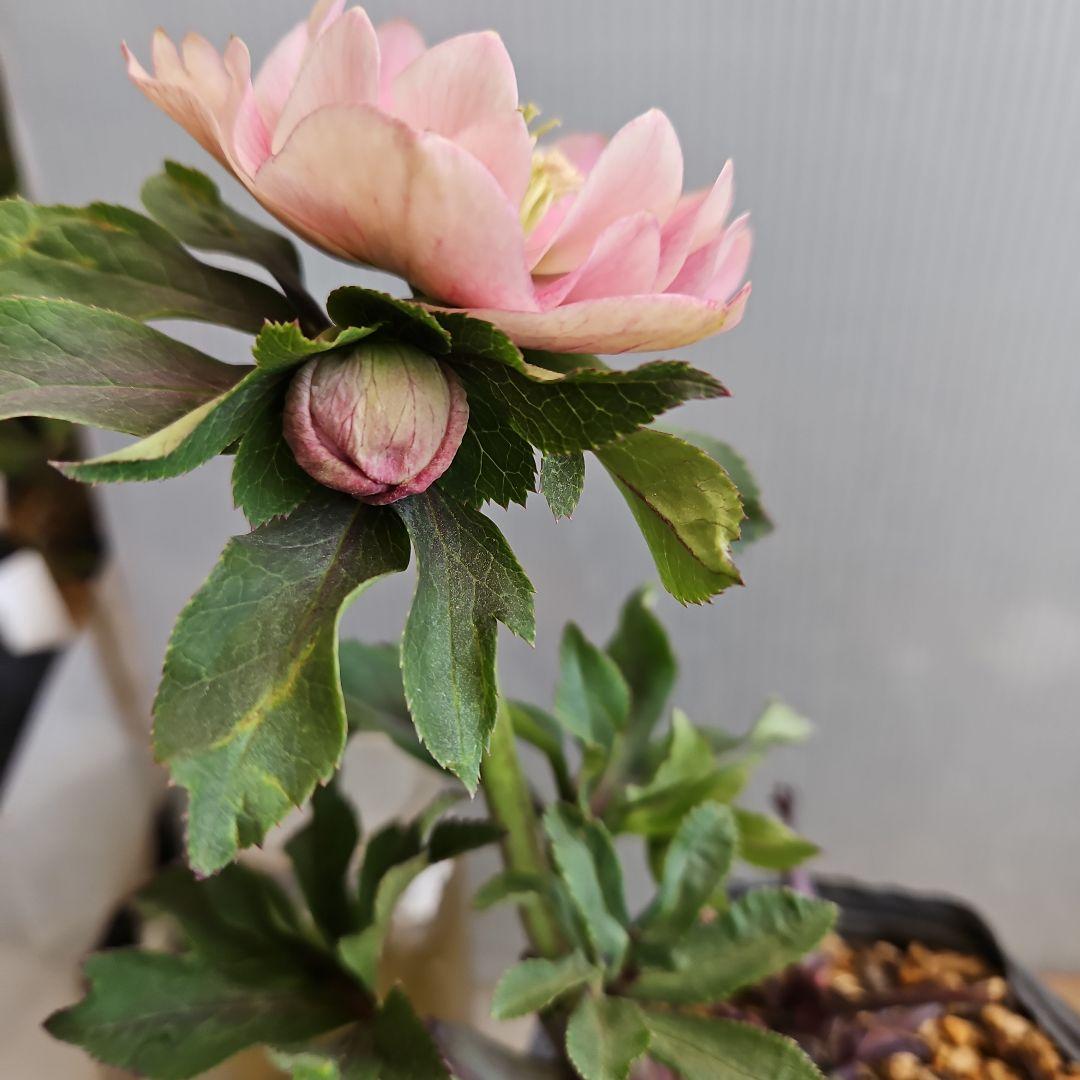 蒼ララ様ご購入苗㉖-365クリスマスローズ