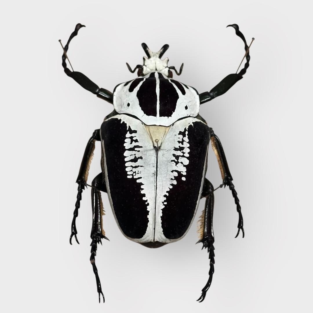 桐箱入り　ゴライアス　レギウス オオツノハナムグリ　 雄　オス　標本　　コンゴ産