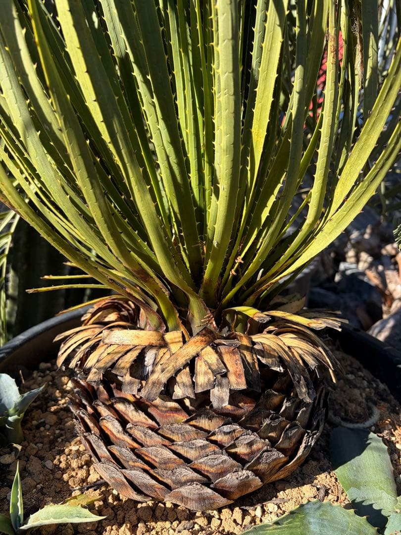 耐寒性ダシリリオン大苗ミキワネンシス◇ドライガーデン多肉サボテン　アガベ　ユッカ