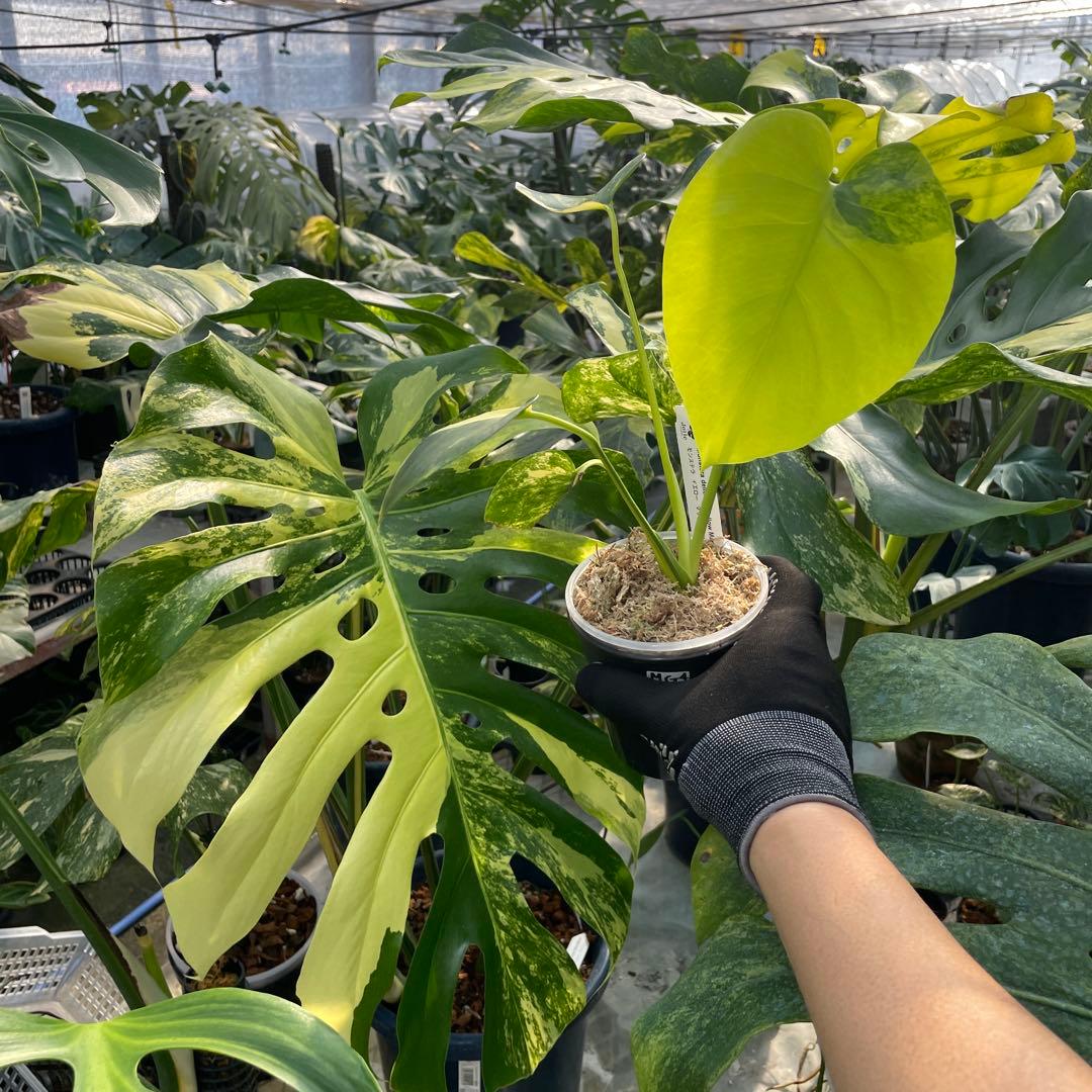 MG4 モンステラ　イエローマリリン　黄斑入り