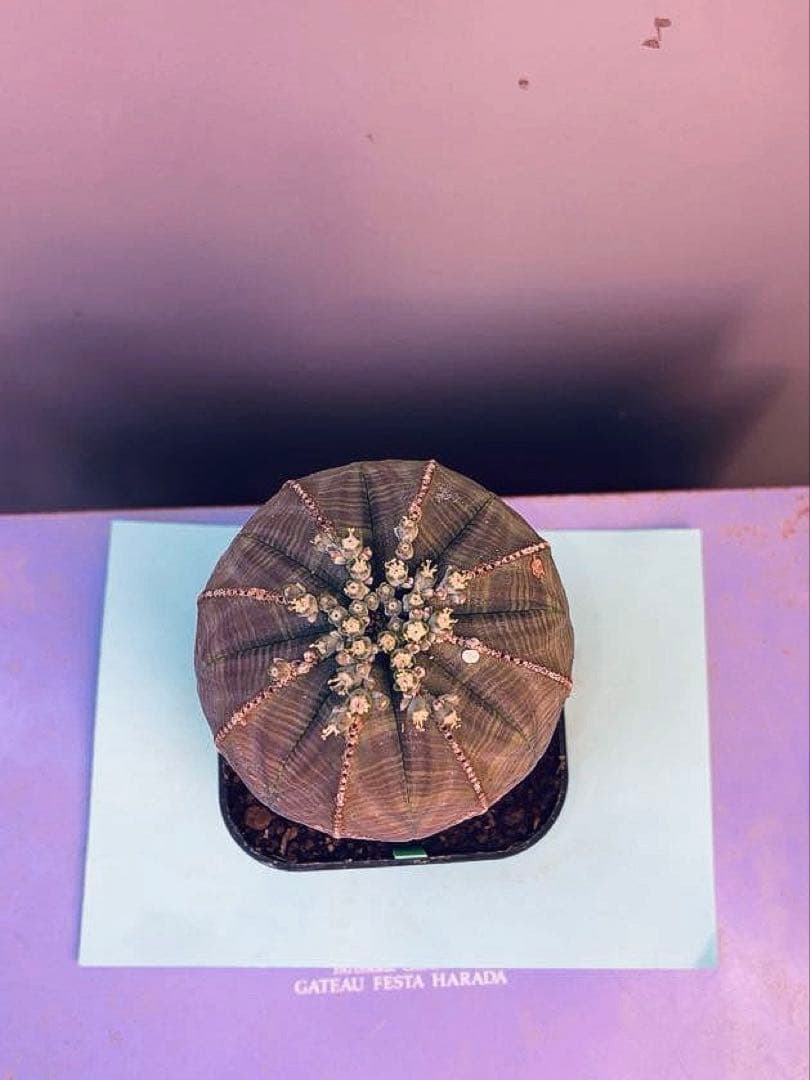 《3号G》ユーフォルビア　オールド　オベサ　雄株