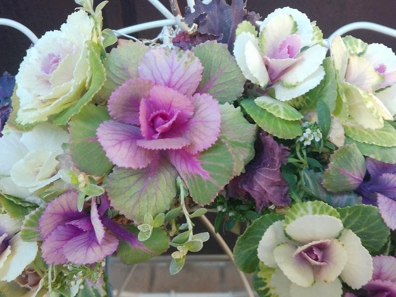 寄せ植え　ミニ ハボタン　リース仕立て (スタンド付)　葉牡丹　ハンギングリース