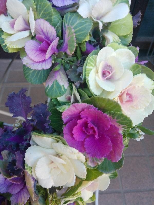 寄せ植え　ミニ ハボタン　リース仕立て (スタンド付)　葉牡丹　ハンギングリース