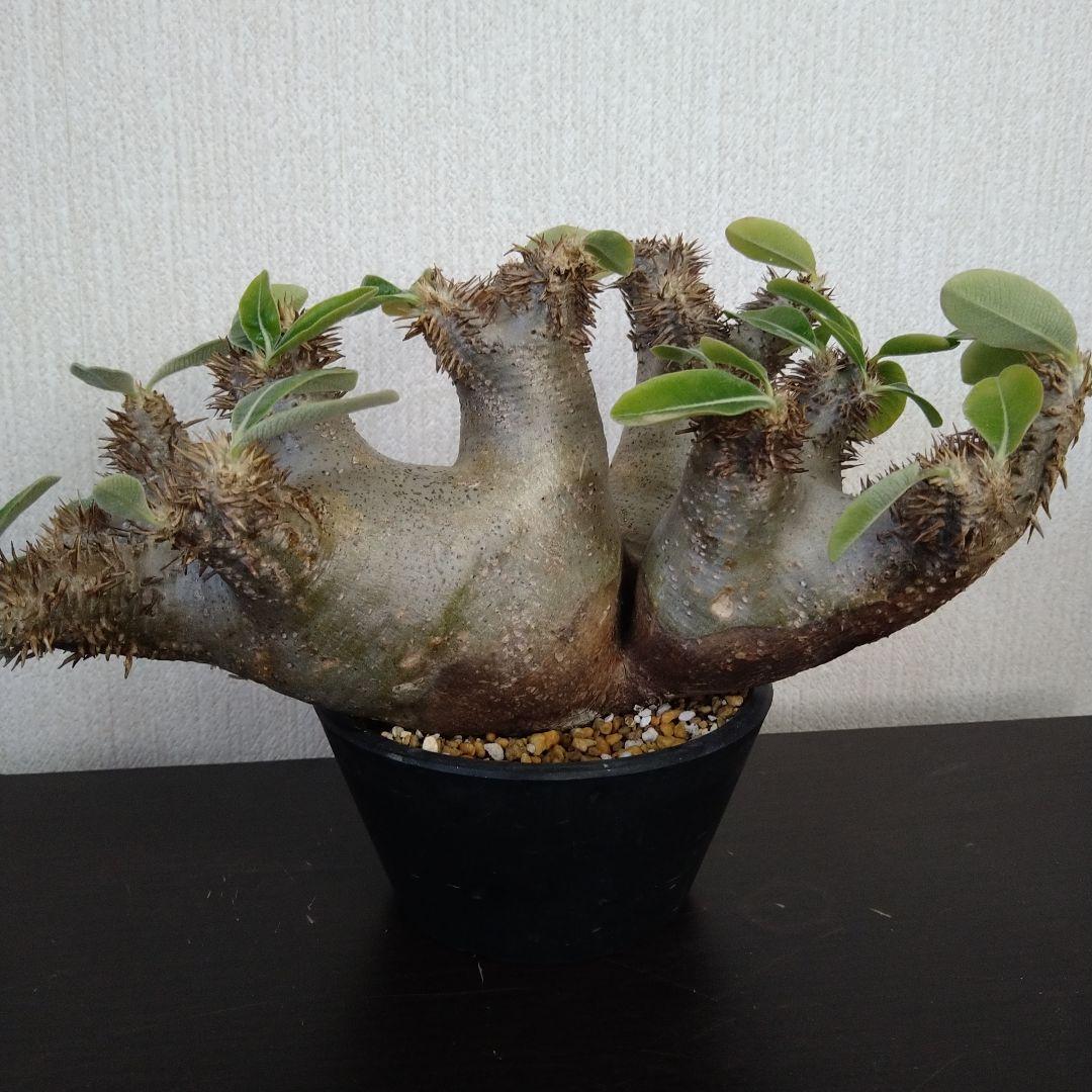 ▲レア種 現地株 Pachypodium enigmaticum.