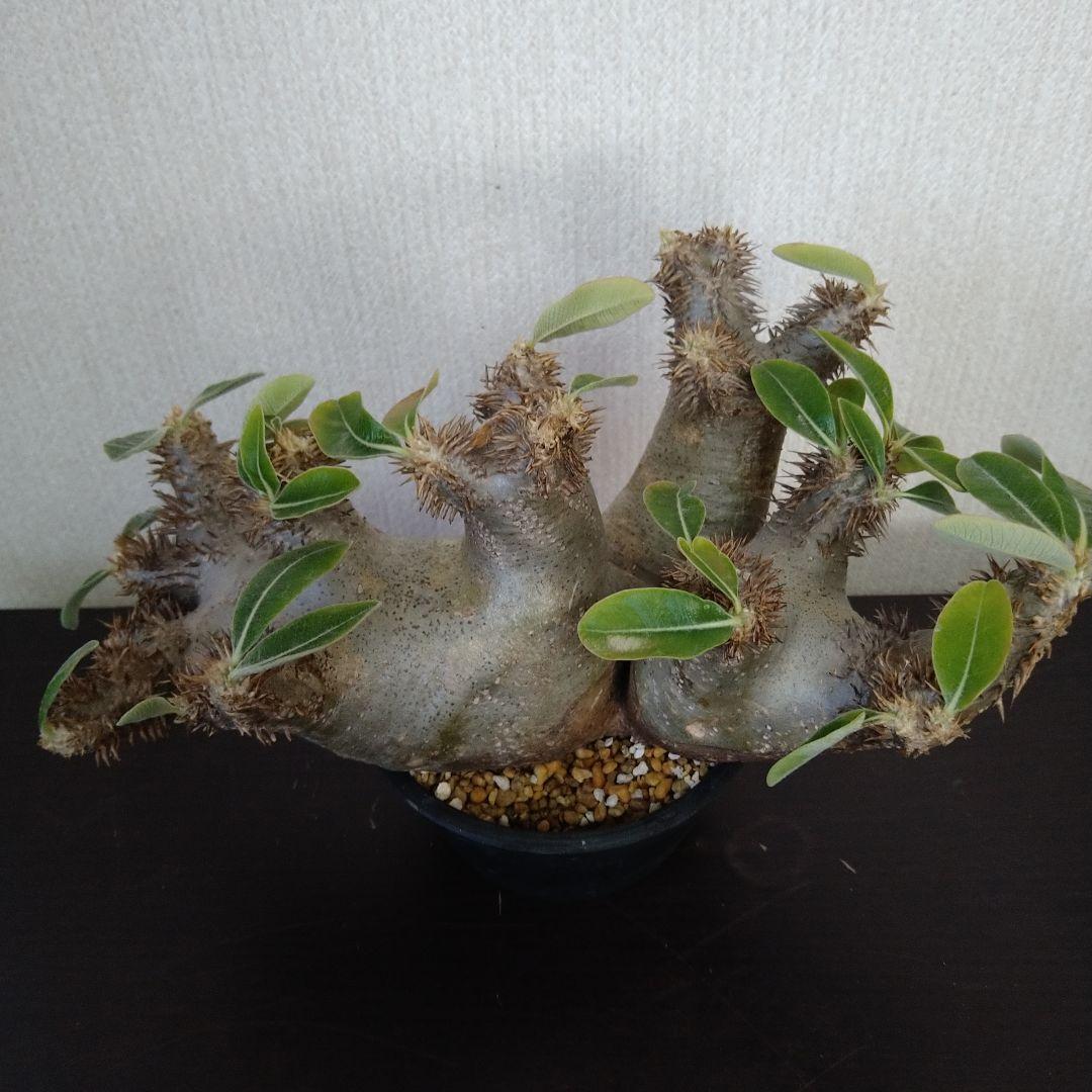 ▲レア種 現地株 Pachypodium enigmaticum.