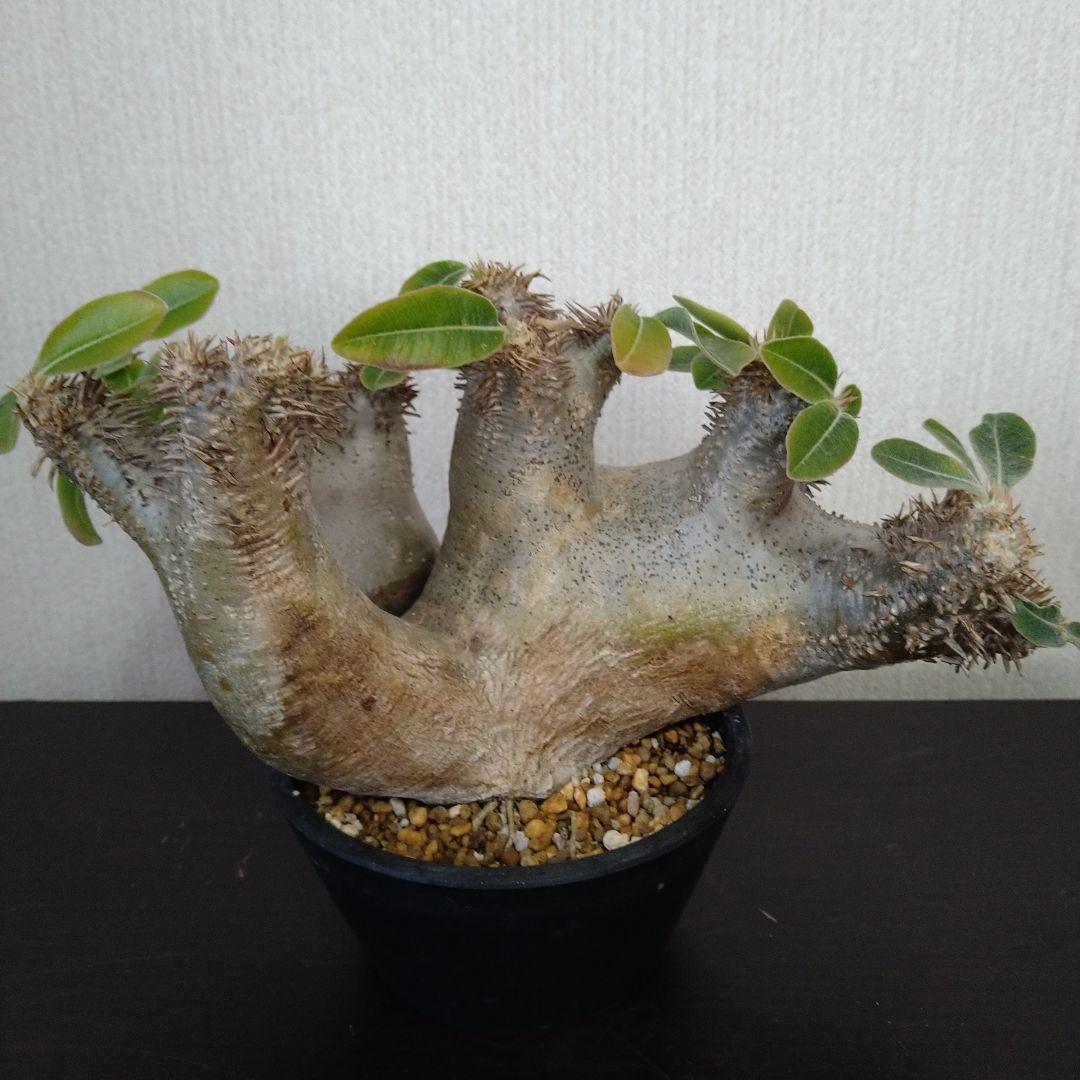 ▲レア種 現地株 Pachypodium enigmaticum.