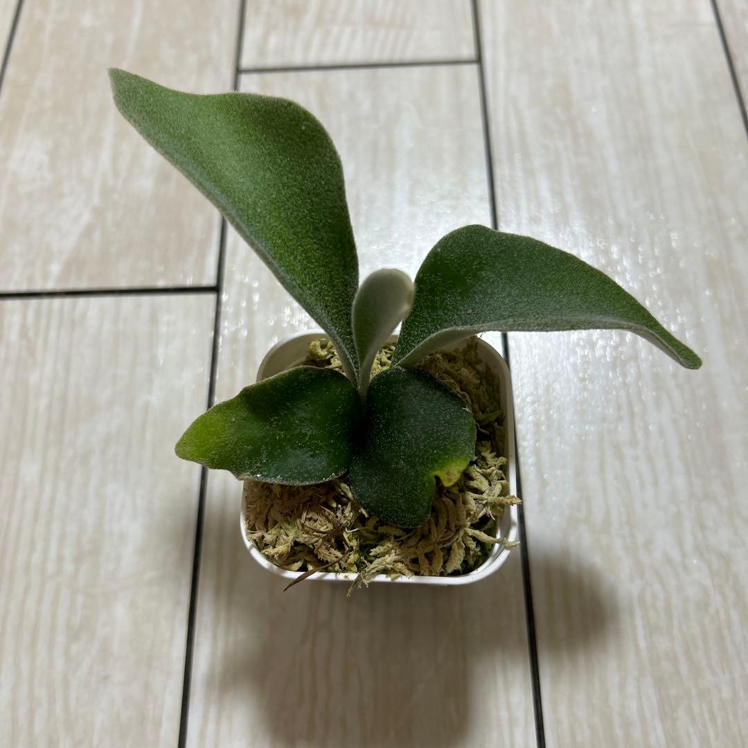 P. veitchii 'Auburn ' spore ビカクシダ①