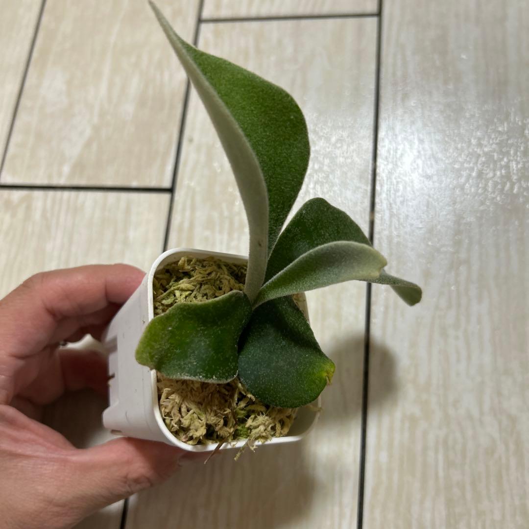 P. veitchii 'Auburn ' spore ビカクシダ①