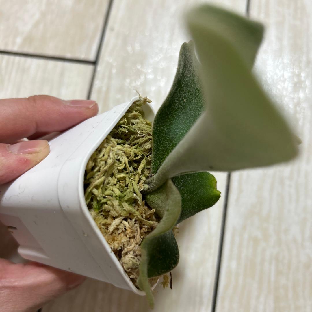 P. veitchii 'Auburn ' spore ビカクシダ①