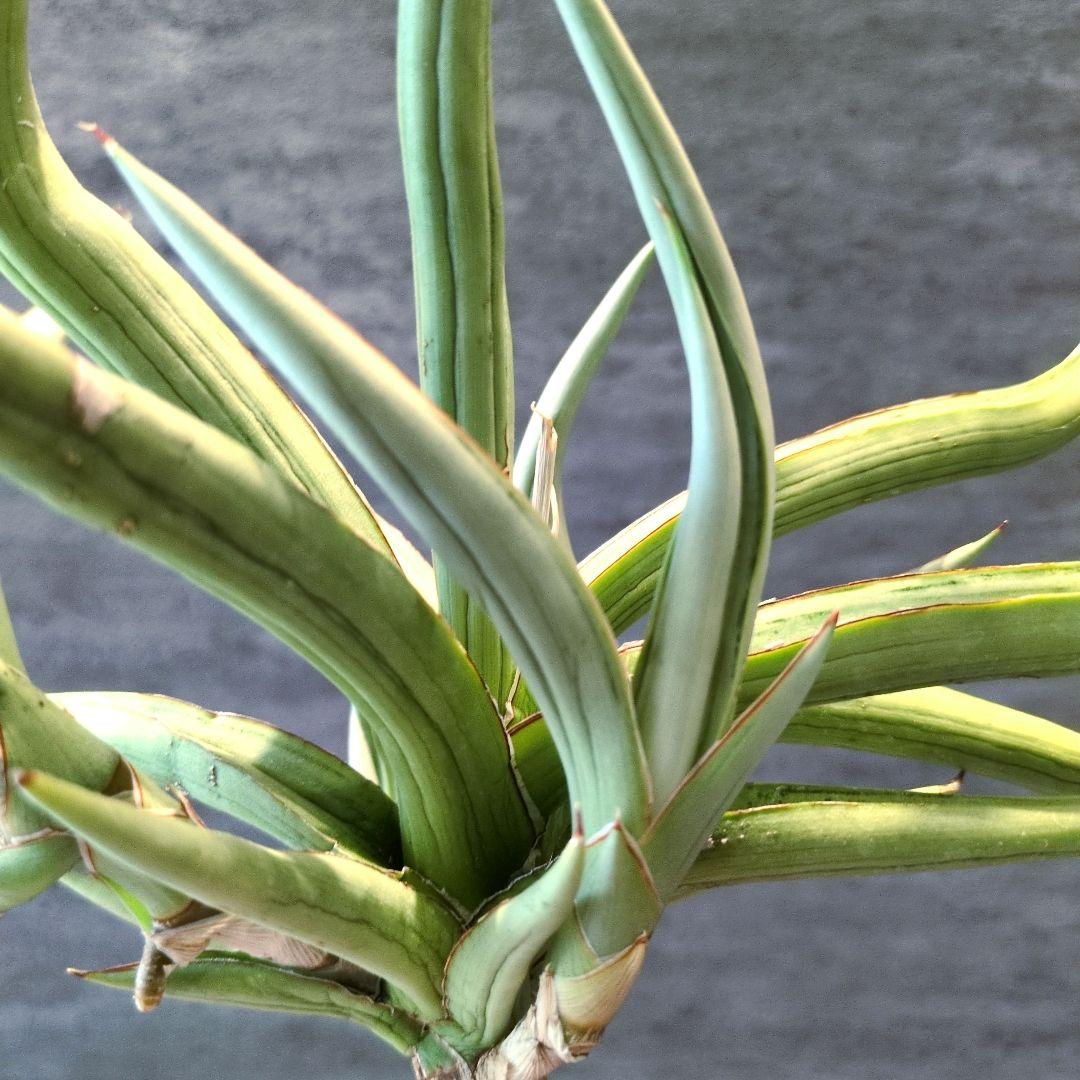 サンスベリア　ダンシングドラゴン　超超超特大株　約35cm 子株複数付　ロリダ