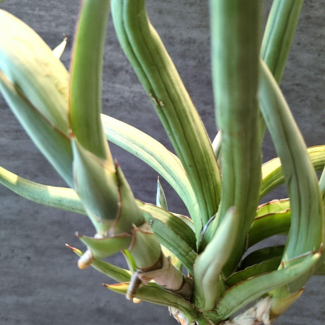 サンスベリア　ダンシングドラゴン　超超超特大株　約35cm 子株複数付　ロリダ