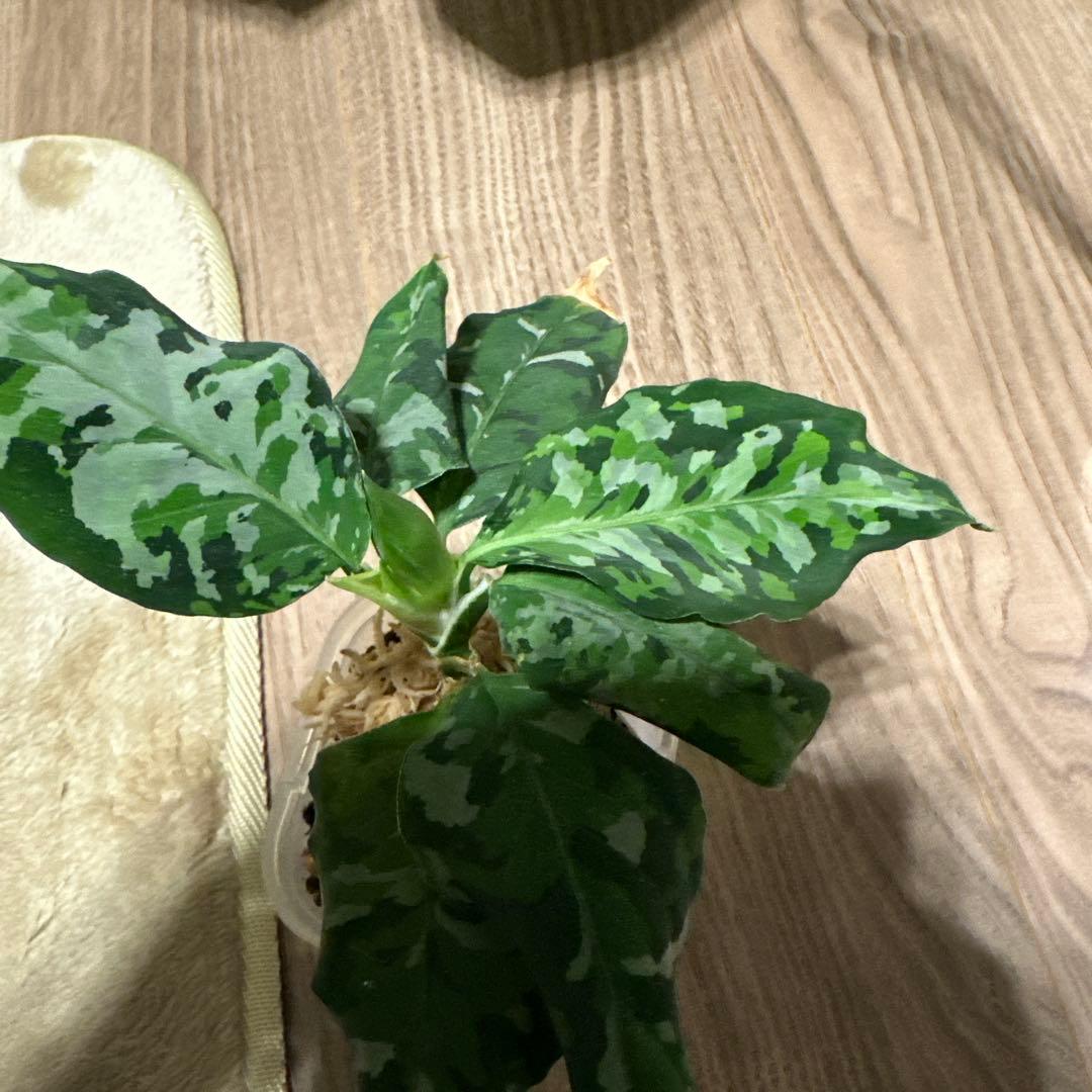 アグラオネマ　ピクタム　アンダマン　蕾つき