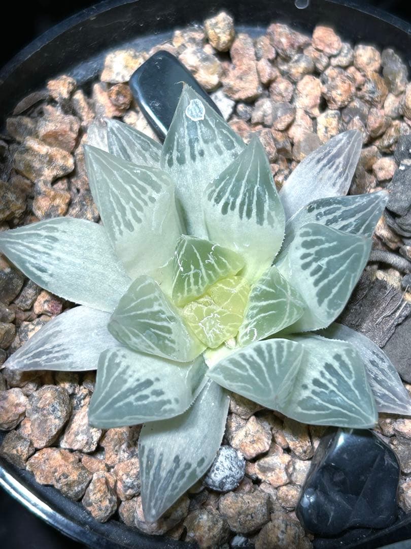 ハオルチア　『白蛇伝』 発根活着済み