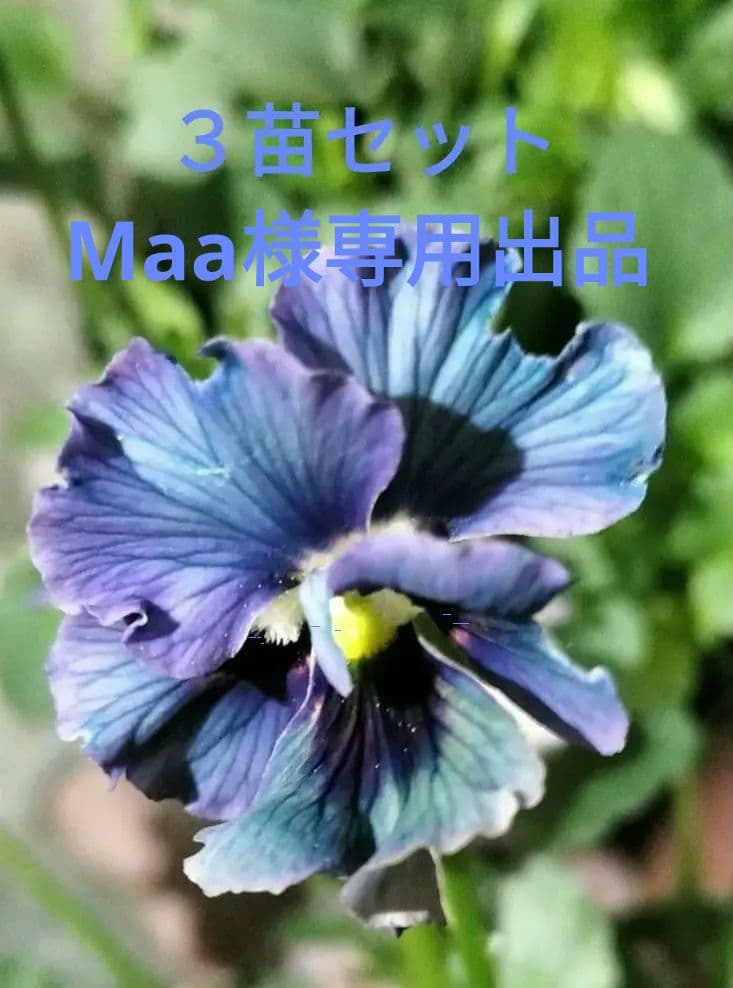 石川園芸　ビオラレディ　３苗セット　ブルー