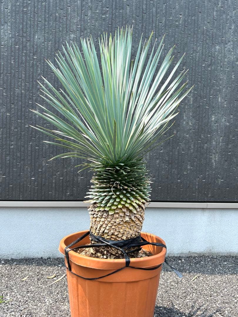 特選株　特選ブルー【ユッカ ロストラータ】リギダ トンプソニアーナ 好きに5