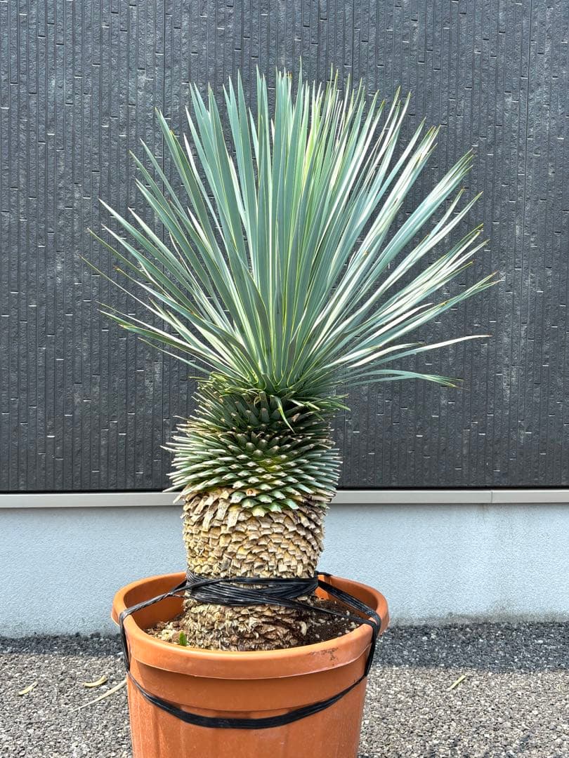 特選株　特選ブルー【ユッカ ロストラータ】リギダ トンプソニアーナ 好きに5