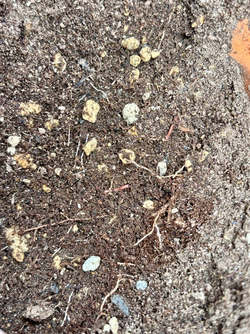 特選株　特選ブルー【ユッカ ロストラータ】リギダ トンプソニアーナ 好きに5