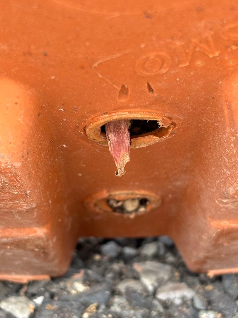 特選株　特選ブルー【ユッカ ロストラータ】リギダ トンプソニアーナ 好きに5