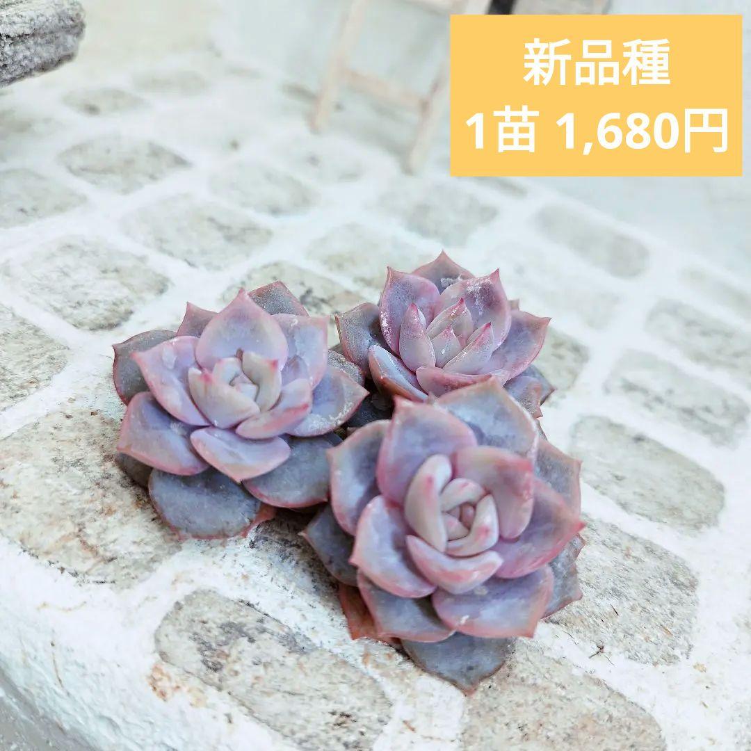 新品種◎リアナ◎多肉植物 カット苗 韓国苗 エケベリア等