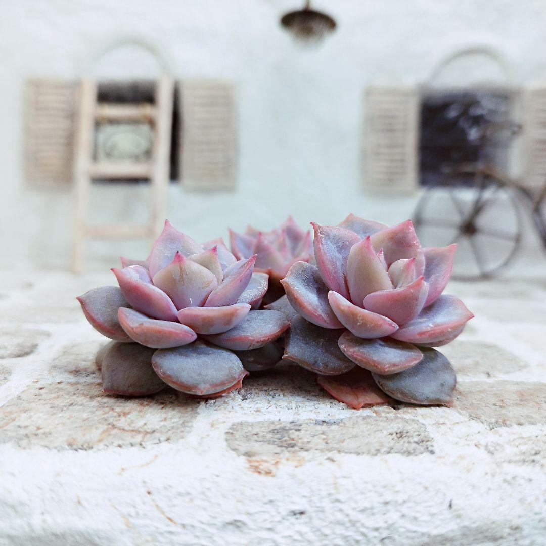 新品種◎リアナ◎多肉植物 カット苗 韓国苗 エケベリア等