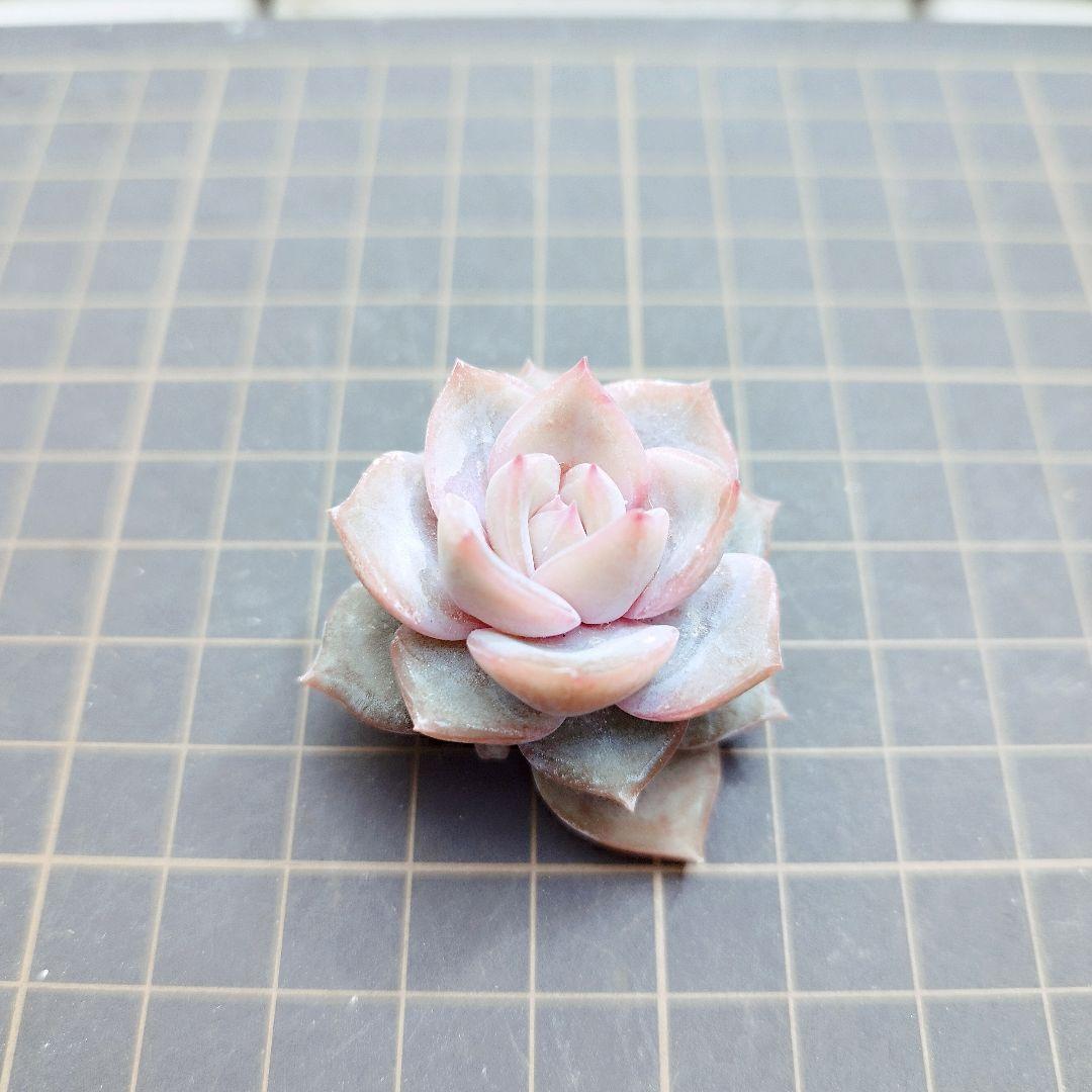 新品種◎リアナ◎多肉植物 カット苗 韓国苗 エケベリア等