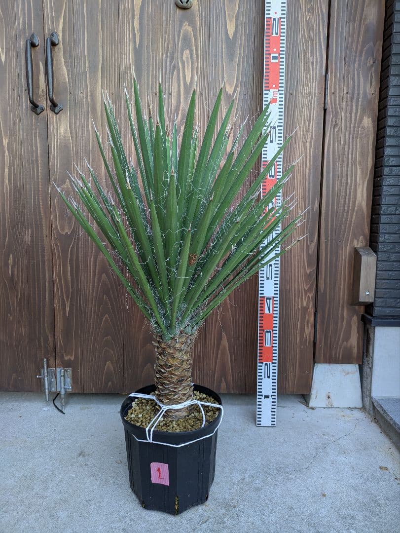 1 ユッカフィリフェラ/剛毛/葉数多/レア葉性/発根済み