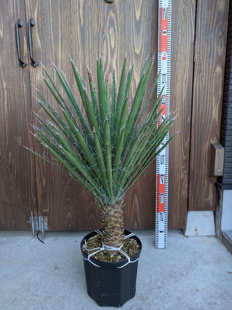 1 ユッカフィリフェラ/剛毛/葉数多/レア葉性/発根済み