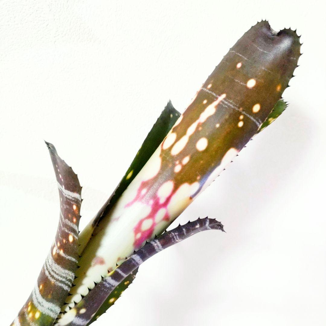 ビルベルギア バニスファクター♪