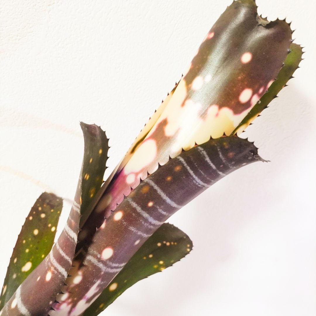 ビルベルギア バニスファクター♪