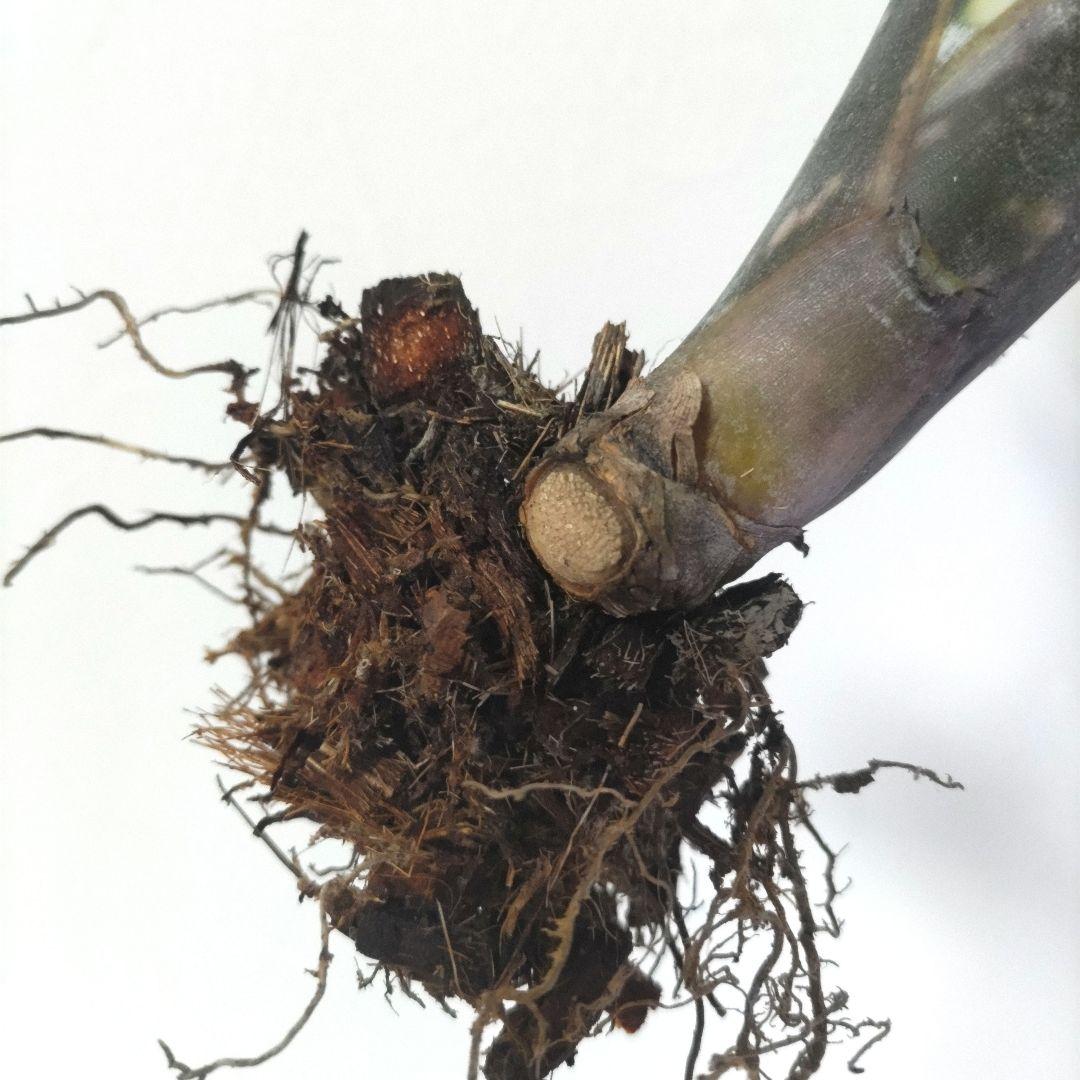 ビルベルギア バニスファクター♪