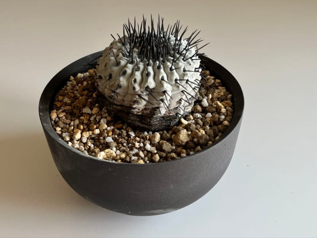 サボテン kota7ka