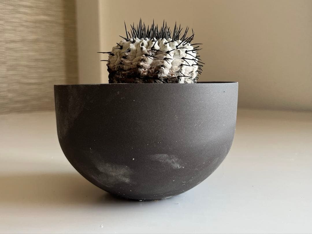 サボテン kota7ka