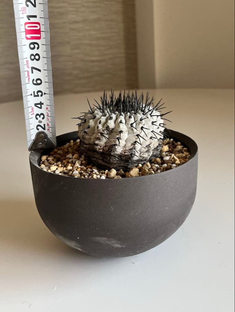 サボテン kota7ka