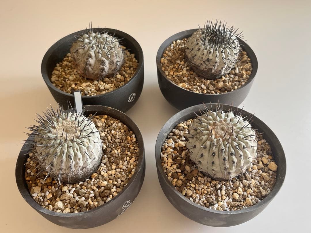 サボテン kota7ka