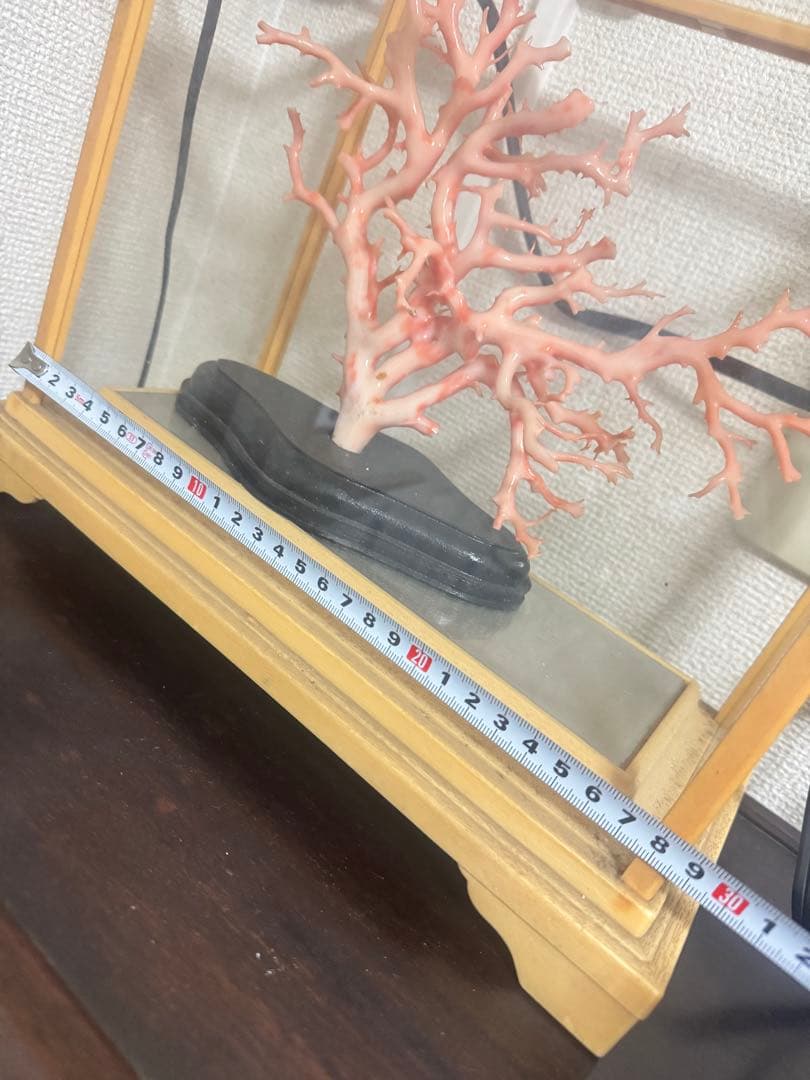 珊瑚　置物