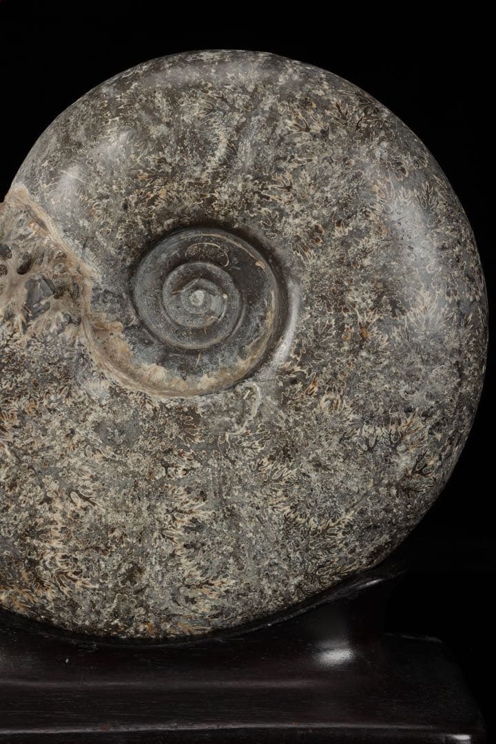 天然アンモナイト化石 重量3.2kg 台座付 古生物標本 鑑賞石 古美術 骨董品
