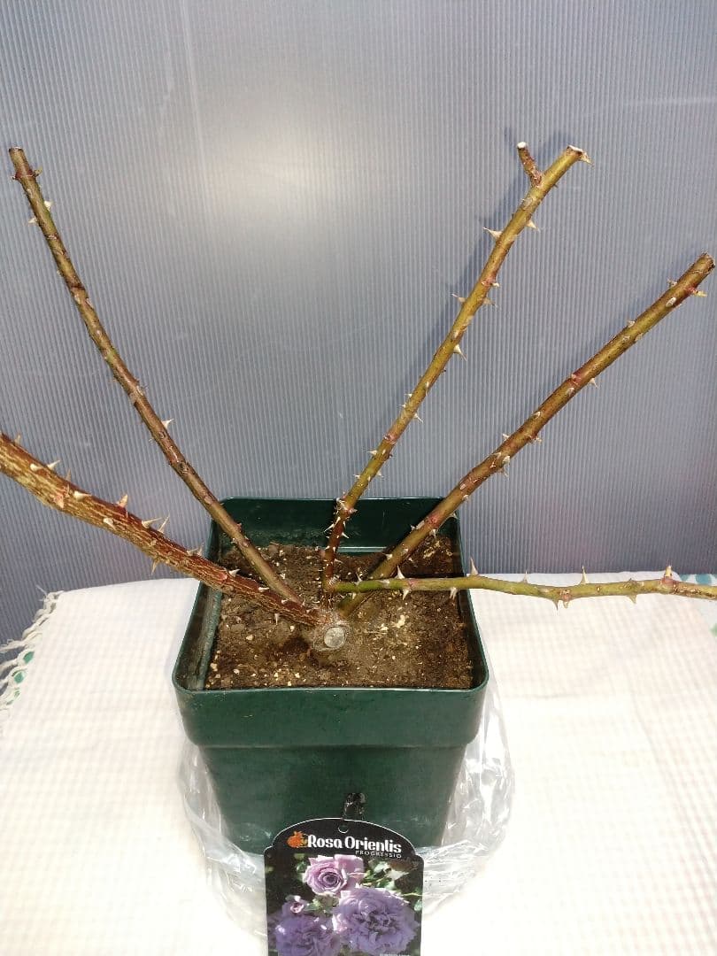 リリエンタール バラ苗 Rosa Orientis　６号鉢正規苗