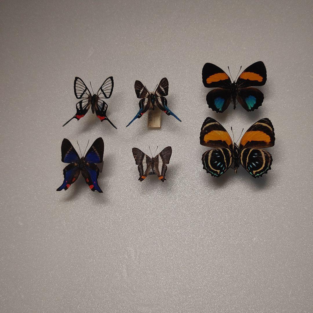 シジミタテハ「5種」