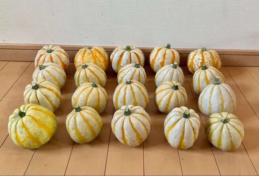 ハロウィン観賞用おもちゃかぼちゃ　40個　サチ5A