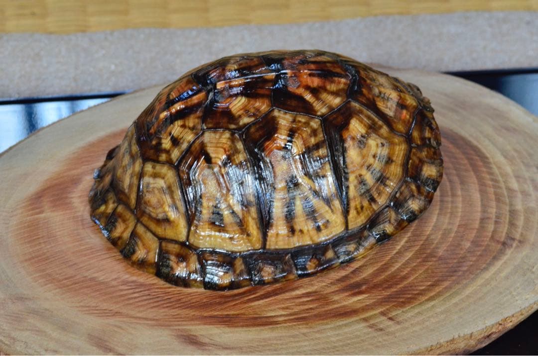 トウブハコガメ骨格標本(甲羅)赤系放射模様　剥製　爬虫類