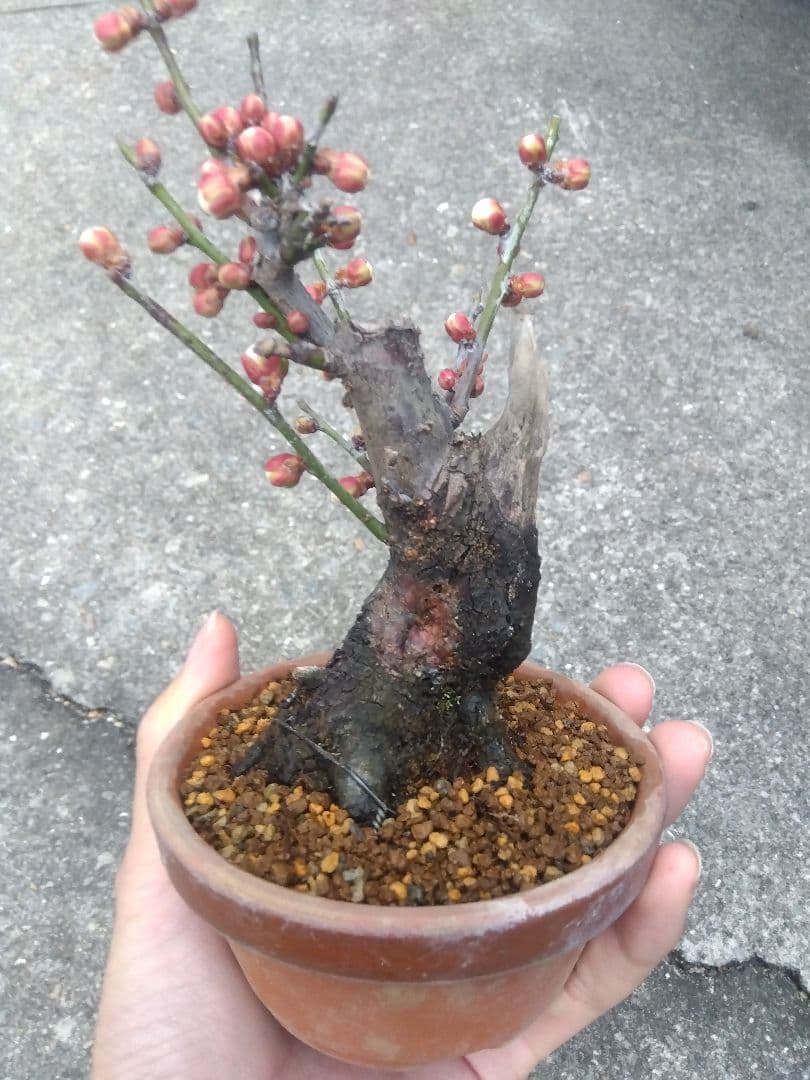野梅　盆栽　3.5号陶器鉢つき　コンパクト造り込み個体❗　ひ