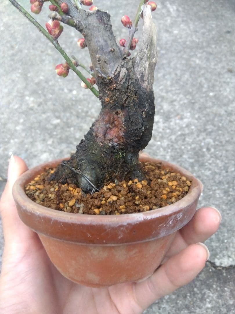 野梅　盆栽　3.5号陶器鉢つき　コンパクト造り込み個体❗　ひ