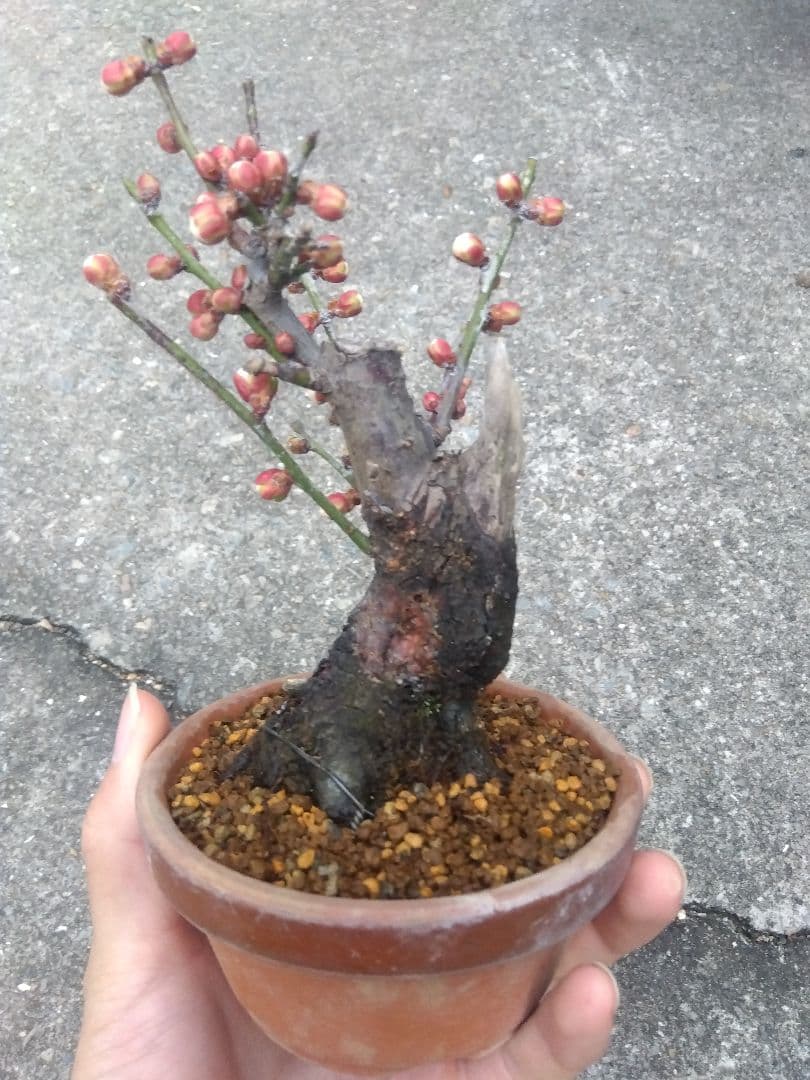 野梅　盆栽　3.5号陶器鉢つき　コンパクト造り込み個体❗　ひ