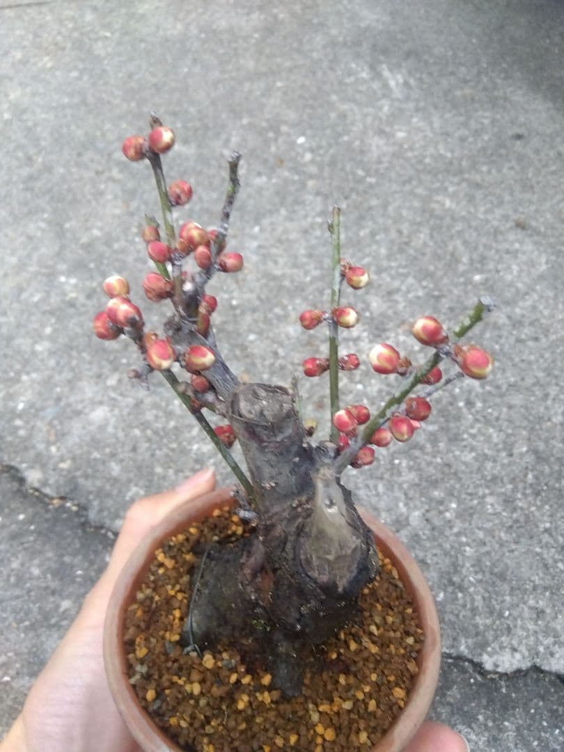 野梅　盆栽　3.5号陶器鉢つき　コンパクト造り込み個体❗　ひ