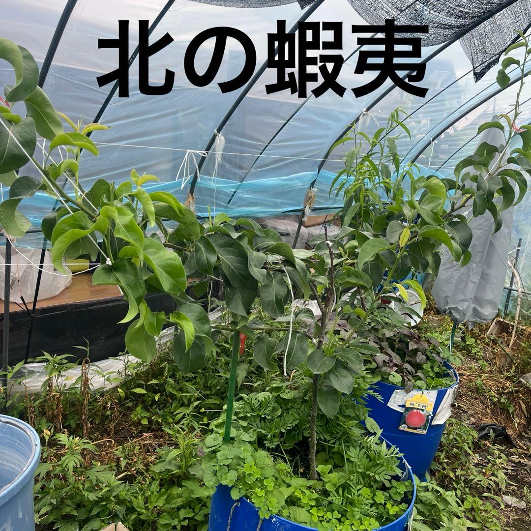 一本で実る！梨　なるみ苗木　2メートル