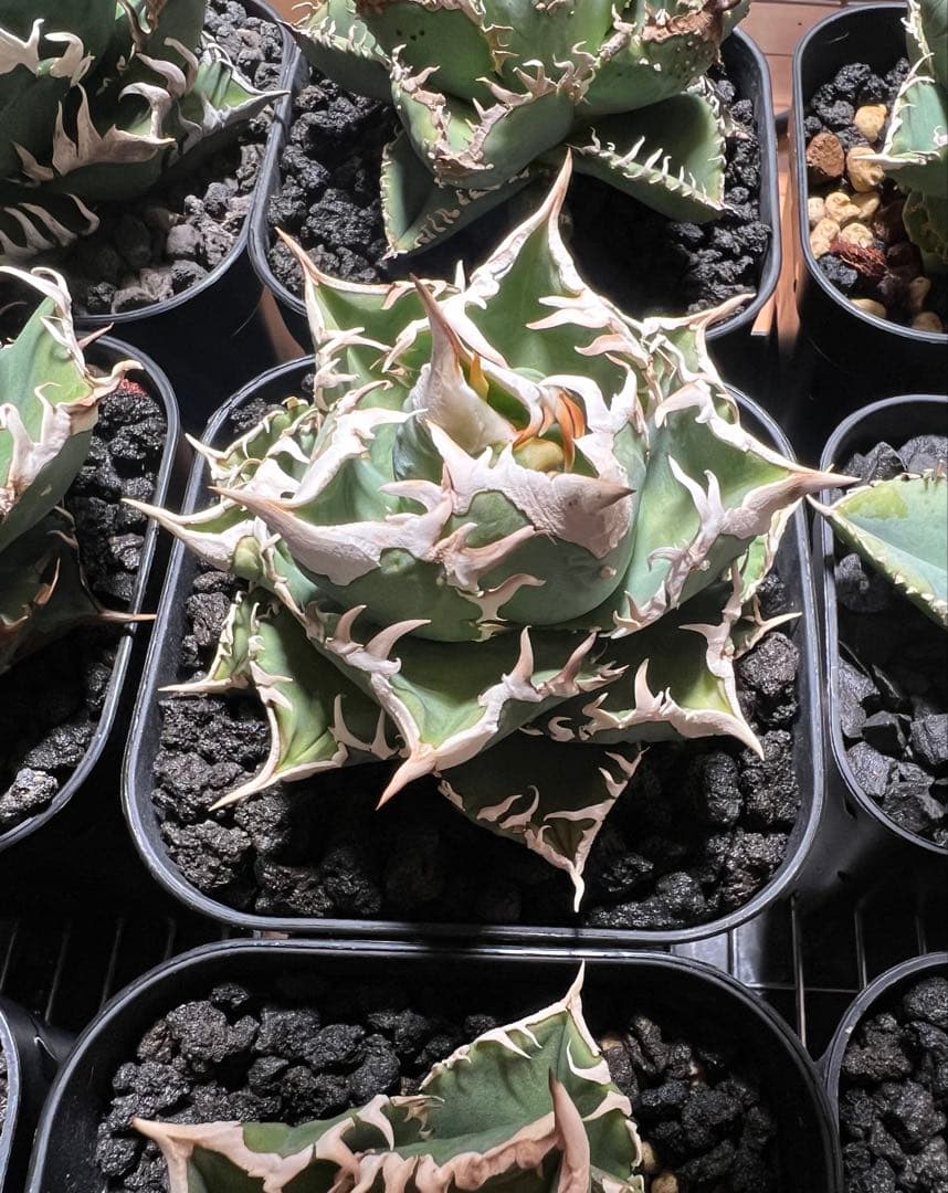 CJ-Special 子株 なかの商店産